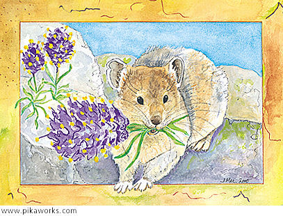 Greeting card about purple fringe flower card,  Colorado mountains, pika birthday card, pika gathering flowers card, American pika art