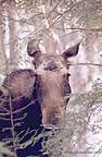 Click to see moose photos for sale.