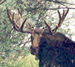 Dave Moulton's moose