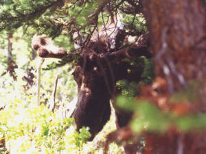 Moose looks at Toshimi from behind a tree