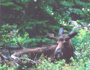Moose at rest in bushes on early spring morning