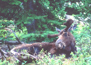 Moose wonders what Toshimi is doing with that camera.