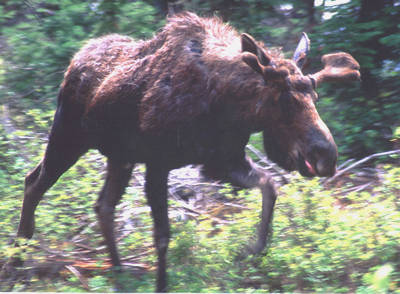 Moose takes off from morning rest