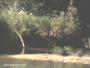 Young moose wanders in the stream.