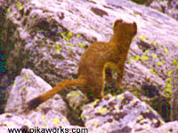 A weasel is looking for the pika who lives in this rock pile.