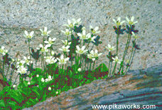 Dainty flowers by the rock