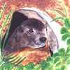 Italian marmot