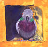 Italian pigeon