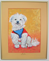 Sophie - Cutest Maltese