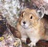 See all pika photos for sale.
