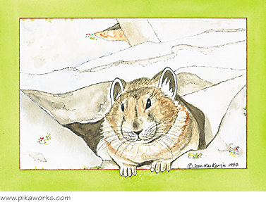 Greeting card about Idaho pika, Sawtooth Wilderness pika, friendship card, coney, rock rabbit, pika painting, I'm worried card