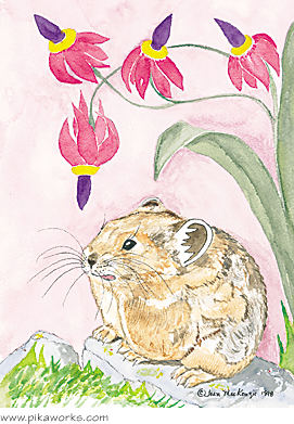 Greeting card about Sky Pond pika, Rocky Mountain National Park, shooting star flower, love card, pika friendship card