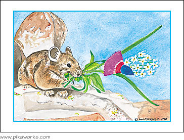 Greeting card about Colorado pika, Castle Peak pika, snowball flowers, pika birthday card, pika blank card, pika note card, pika art