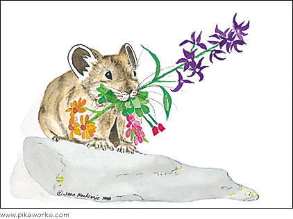 Greeting card about Grand Teton National Park pika, Wyoming pika, Colorado pika, pika birthday card, alpine birthday flowers, Pika Works logo pika