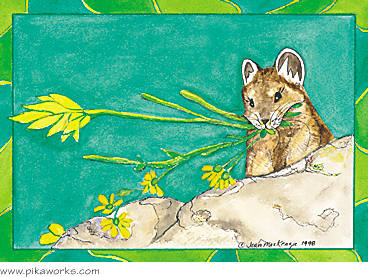 Greeting card about Chicago Basin pika, Colorado pika , Durango, pika birthday card, pika blank card, pika art