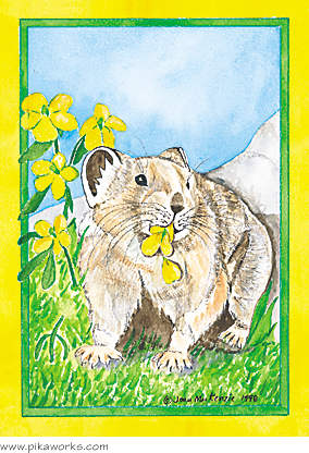 Greeting card about Trail Ridge Road pika , Rocky Mountain National Park pika, Rocky mountain pika, american pika, humorous card, belated birthday  pika card