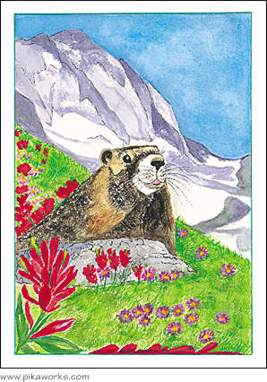 Greeting card about marmot card, aster, Indian paintbrush, marmot birthday card, friendship card, yellow-bellied marmot, Margarita Marmot