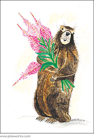 Greeting card about marmot card, fireweed art, yellow-bellied marmot, birthday card
