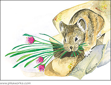 Greeting card about pika birthday card, wild onion flowers, Bodie, California pika, ghost town pika