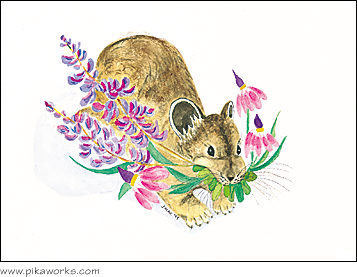 Greeting card about pika birthday card, shooting star flower, Lupine, pika art, wildflower birthday card