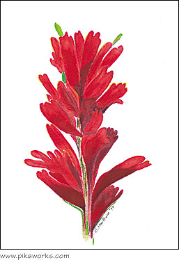 Greeting card about red paintbrush flower bookmark, paintbrush notecard, flower bookmark, paintbrush and pika bookmark