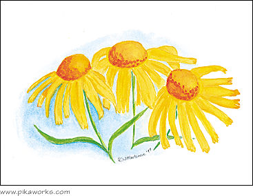 Greeting card about sneezeweed wildflower, wildflower card, thank you card