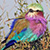 Lilac Breasted Roller