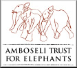 Amboseli Elephants