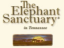 Tennessee Elephants