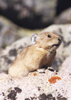 Lenny of Loveland Pass