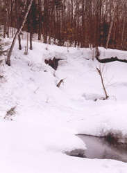 Moose tracks come down the slope.