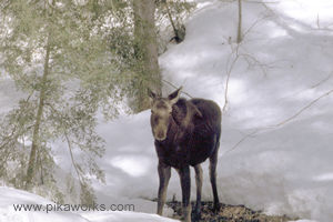 "Pretty soon all the snow will be in this stream."