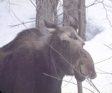 Dolly puts her lips around  another branch.