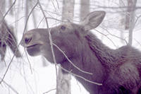 Molly sniffs the twig..