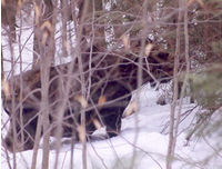 Dolly Moose up to her belly in snow