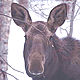 Moose Photo Story