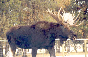Meandering moose photographed by Dave Moulton
