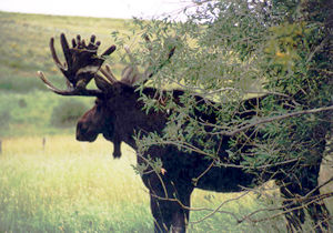 Bull moose out and about in Pinedale, Wyoming