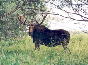 Pinedale moose photographed by Dave Moulton