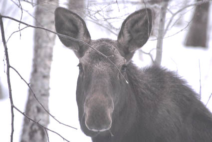 Molly Mansfield the Moose