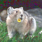 Blossom Pika