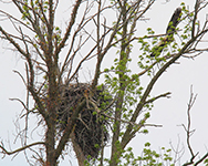 Huge Eagle Nest