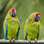 Macaw buddies
