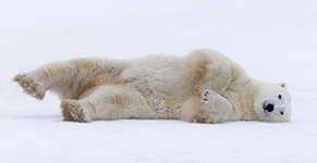 Polar Bear Show Off