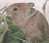 Daurian Pika studied by Dr. Takaaki Matsumoto.