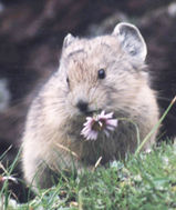 Click to see Aster the Flower Eater.