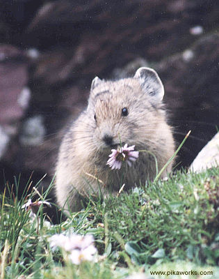 Aster the Flower Eater