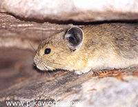 Pam sneaks a peek from under the ledge.