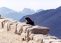 Mountain tops from Trail Ridge Road