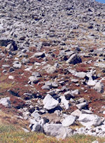 Pika habitat on Mt. Audubon.